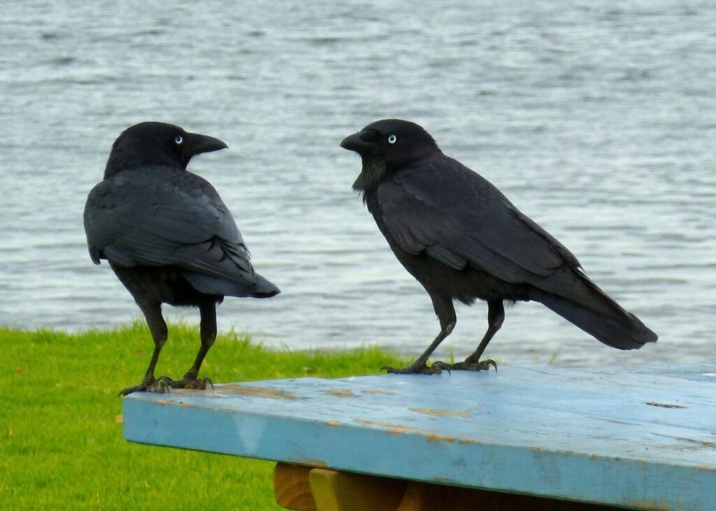 鳥のつがい